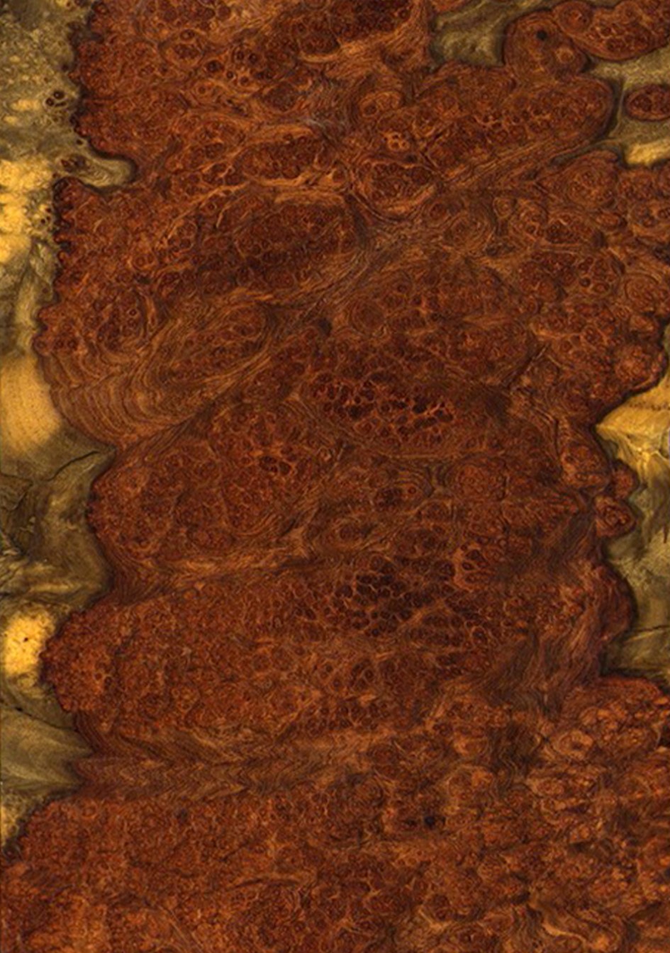 SG_Amboina_Maser_Aboyna_burl_Furnier_veneer_Detail__Large_