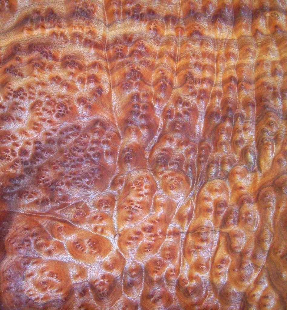 Kampher-maser-furnier